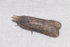 Lamoria anella