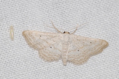 Idaea elongaria