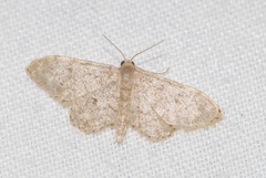 Idaea blaesii