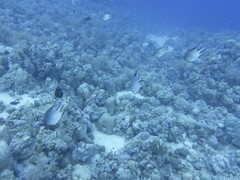 Amblyglyphidodon indicus