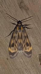 Eucereon costulata