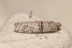 Acrobasis romanella