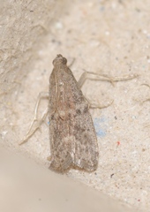 Ephestia woodiella