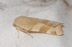 Noctua fimbriata