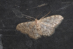 Idaea blaesii