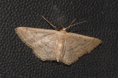 Idaea obsoletaria
