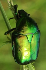 Protaetia speciosissima