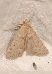 Bostra obsoletalis