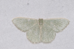 Phaiogramma etruscaria