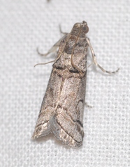 Acrobasis romanella