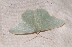 Phaiogramma etruscaria