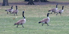 Branta canadensis