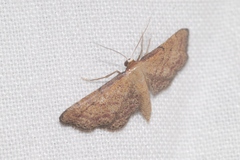 Idaea infirmaria