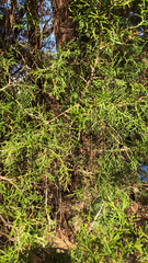 Cupressus lusitanica