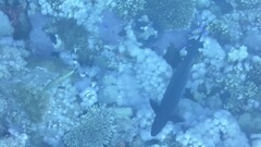 Acanthuridae