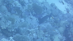 Acanthuridae