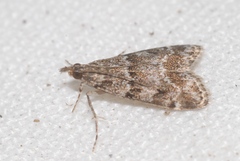 Eudonia mercurella