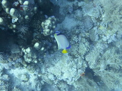 Pomacanthus imperator