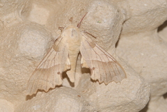 Marumba quercus
