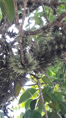 Tillandsia tricholepis