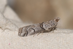 Acrobasis romanella