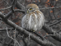 Glaucidium nana