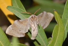 Marumba quercus
