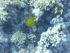 Chaetodon semilarvatus
