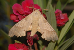 Marumba quercus