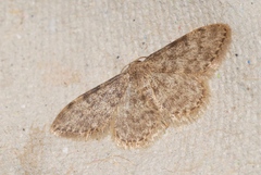 Idaea blaesii