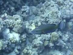 Oxycheilinus digramma