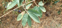 Grewia flavescens