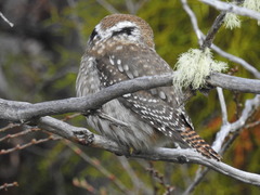 Glaucidium nana