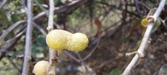 Grewia flavescens