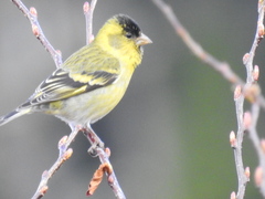 Spinus barbatus