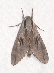 Sphinx maurorum
