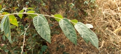 Grewia flavescens
