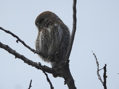 Glaucidium nana