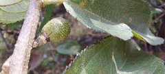 Grewia flavescens