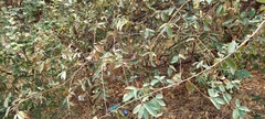 Grewia flavescens