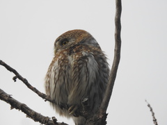 Glaucidium nana