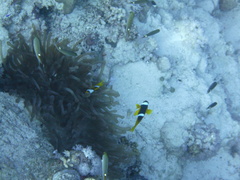 Amphiprion bicinctus