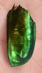 Protaetia speciosissima