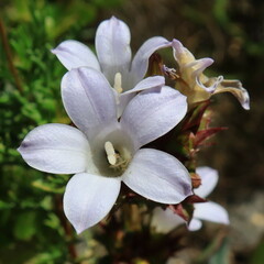 Roella amplexicaulis