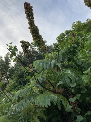 Melianthus major