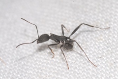 Aphaenogaster senilis