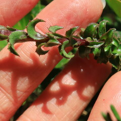Roella amplexicaulis