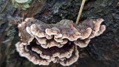 Chondrostereum purpureum