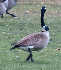 Branta canadensis