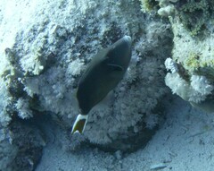 Sufflamen albicaudatum